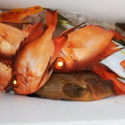 第二龍勢丸 釣果