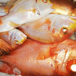 第二龍勢丸 釣果