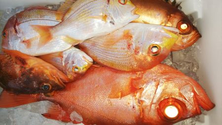 第二龍勢丸 釣果