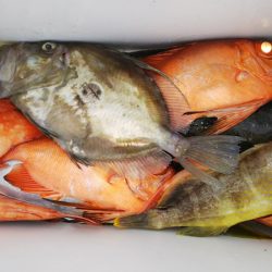 第二龍勢丸 釣果