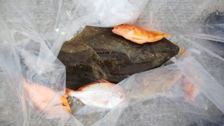 第二龍勢丸 釣果