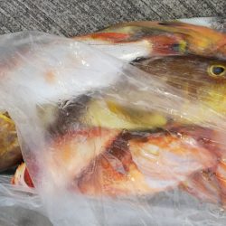 第二龍勢丸 釣果