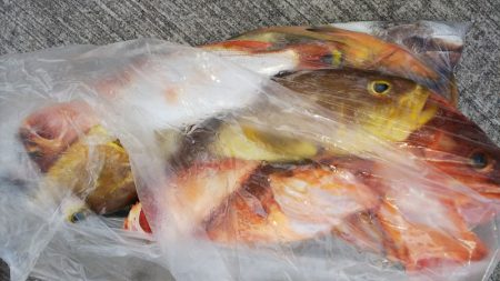 第二龍勢丸 釣果