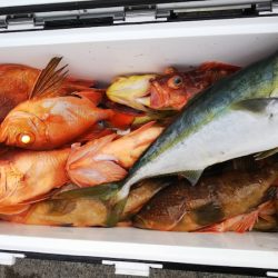 第二龍勢丸 釣果