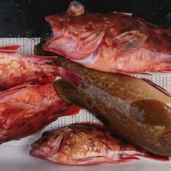 遊漁船　家入 釣果