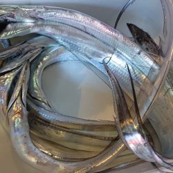 シースナイパー海龍 釣果