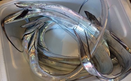 シースナイパー海龍 釣果