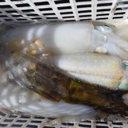 渡船屋たにぐち 釣果