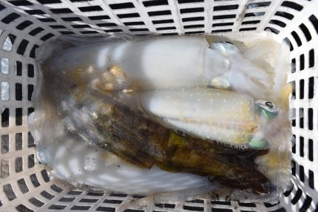 渡船屋たにぐち 釣果