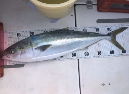 Ｖ−７ West 釣果