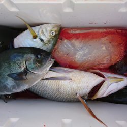 千津丸 釣果