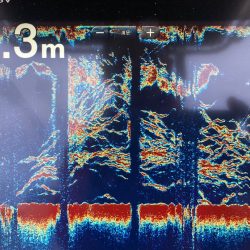 Chase(チェイス) 釣果