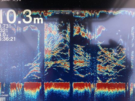 Chase(チェイス) 釣果