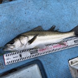 アマテラス 釣果