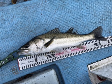 アマテラス 釣果