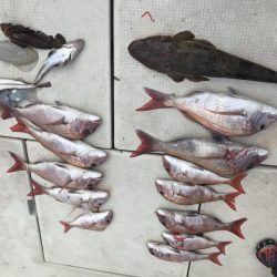 遊漁船メテオ 釣果