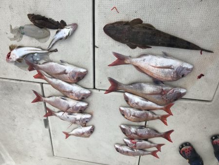 遊漁船メテオ 釣果