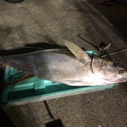 ＴＡＲＯＭＡＲＵ 釣果