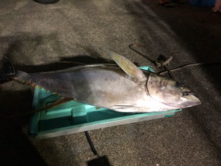 ＴＡＲＯＭＡＲＵ 釣果