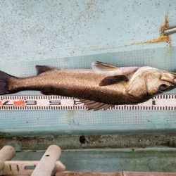 アマテラス 釣果