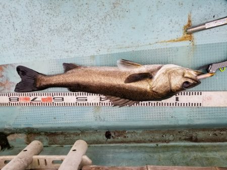 アマテラス 釣果