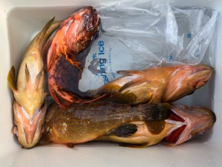 第二八坂丸 釣果