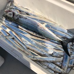 Chase(チェイス) 釣果