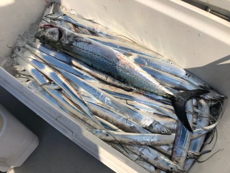 Chase（チェイス） 釣果