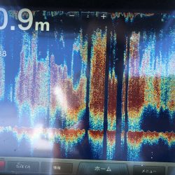 Chase(チェイス) 釣果