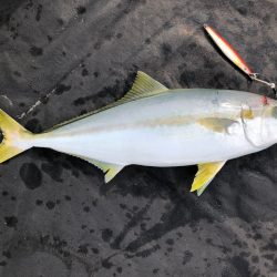 あみや渡船 JIGBOY 釣果