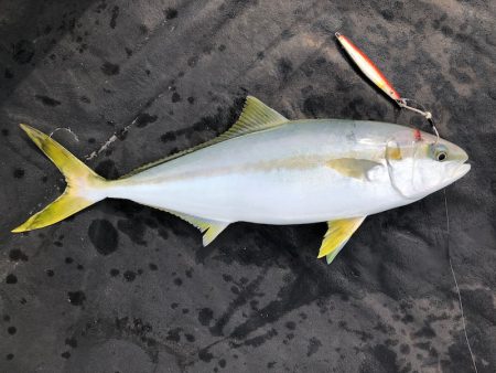 あみや渡船 JIGBOY 釣果