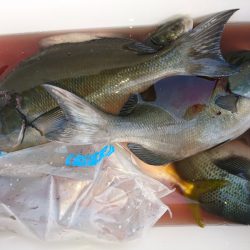 千津丸 釣果