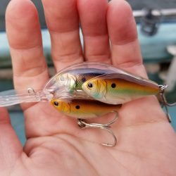 アマテラス 釣果