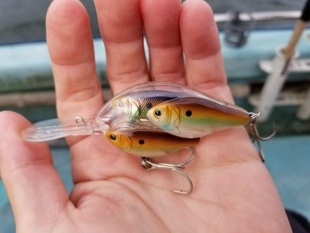 アマテラス 釣果