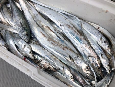 Chase(チェイス) 釣果