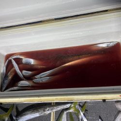 Monster Rush! 釣果