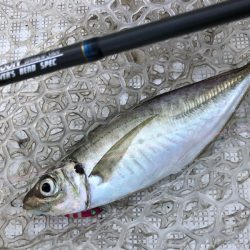 「LaGooN」蒼陽丸 日和号　 釣果