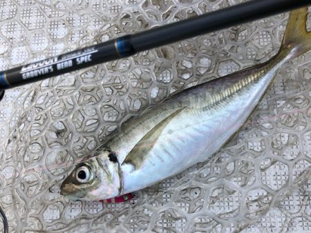 「LaGooN」蒼陽丸 日和号　 釣果