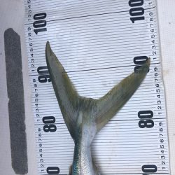 Ｖ−７ West 釣果