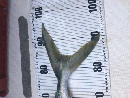 Ｖ−７ West 釣果