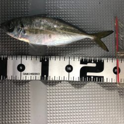 Chase(チェイス) 釣果