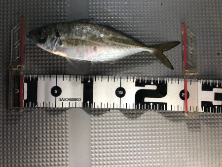 Chase(チェイス) 釣果