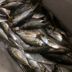 Chase(チェイス) 釣果