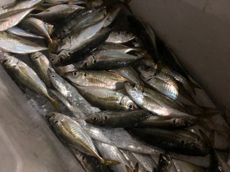 Chase(チェイス) 釣果