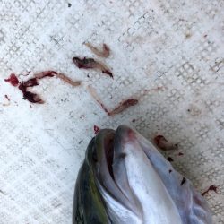 「LaGooN」蒼陽丸 日和号 釣果