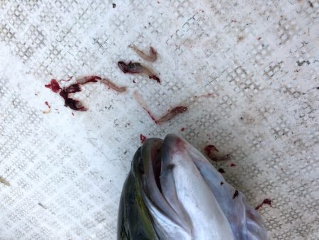 「LaGooN」蒼陽丸 日和号 釣果