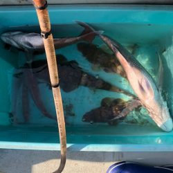 フィッシング　キッタカ 釣果