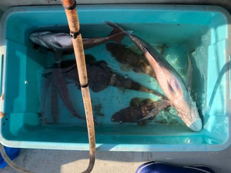 フィッシング　キッタカ 釣果