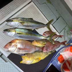 さくら丸 釣果