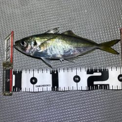 Chase(チェイス) 釣果